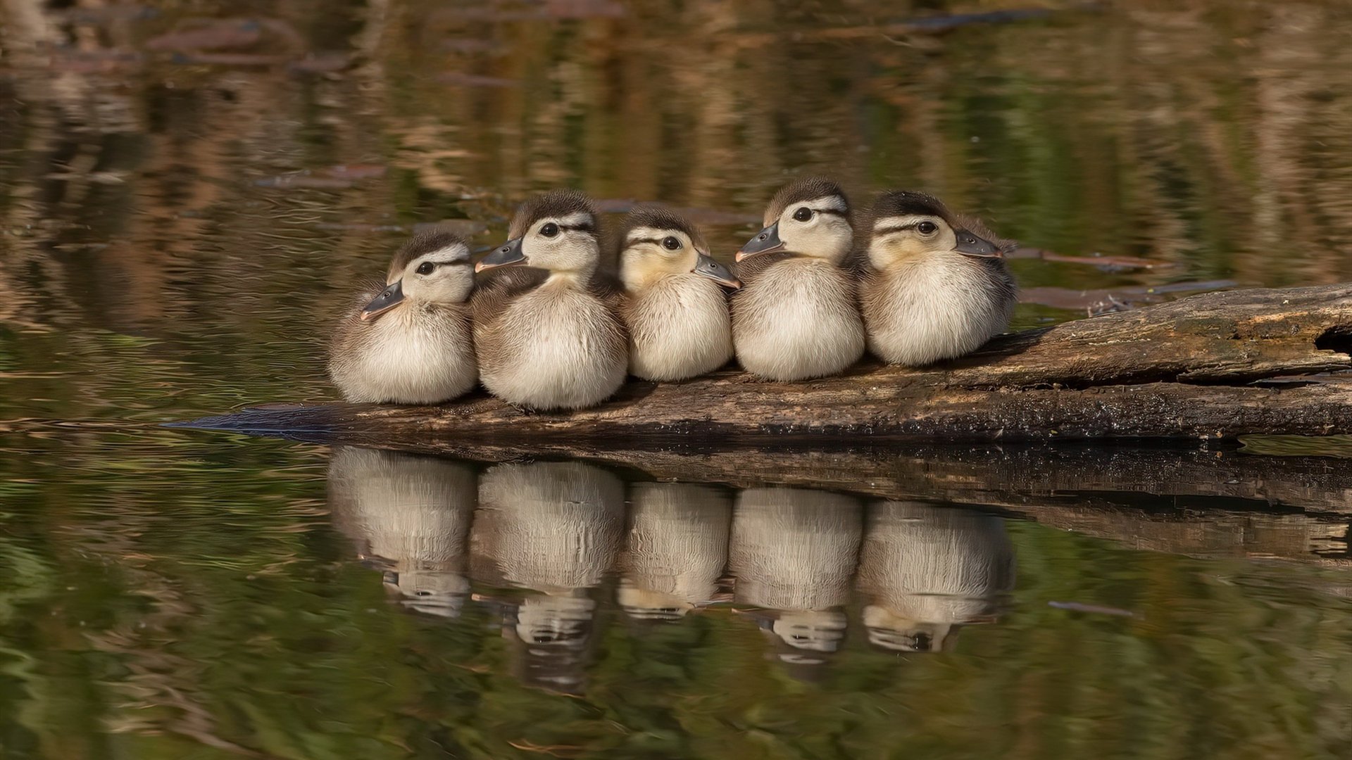 胡贝特·科斯决赛精彩瞬间成为焦点,胡安贝内特百度百科