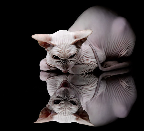 阿曼男篮在西亚锦标赛中奋勇拼搏，迈向国际舞台